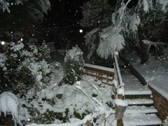 back garden 1